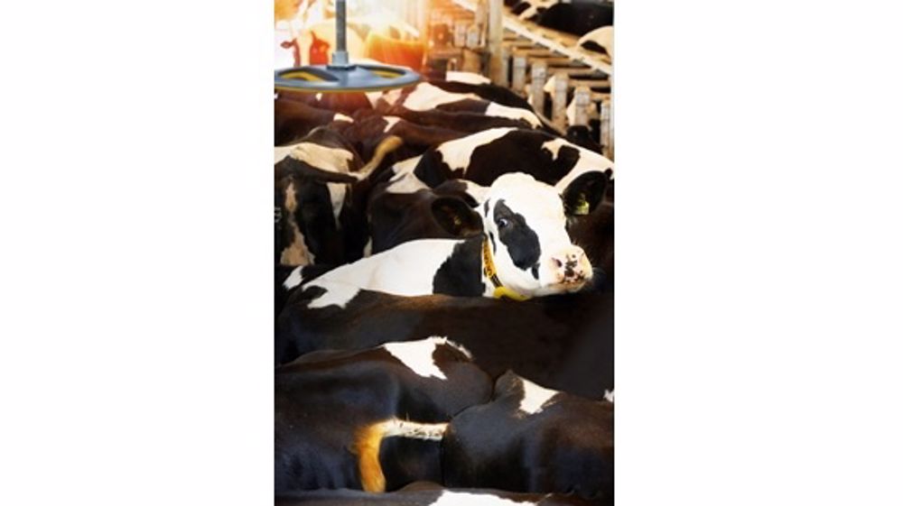 Déterminer la position de l'animal en stabulation avec Nedap Cow positioning Déterminer la position de l'animal en stabulation avec Nedap Cow positioning