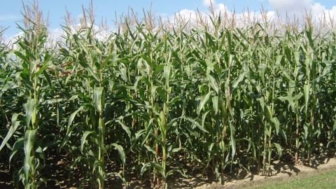 Conditions climatiques quasi idéales sur la Corn Belt aux Etats-Unis