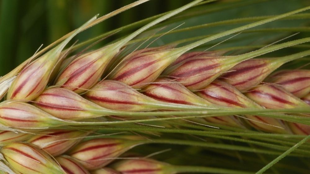 Premiers résultats d'essais disponibles pour les variétés d'orges