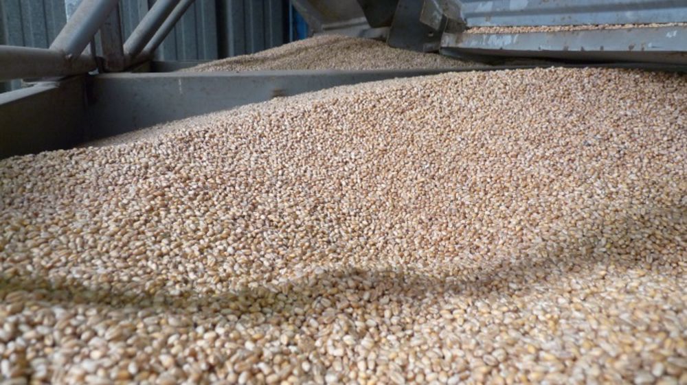 Peut-on utiliser des lots faiblement germés pour faire des semences ?