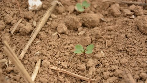 Compo Expert innove avec la fertilisation au semis d'automne Compo Expert innove avec la fertilisation au semis d'automne