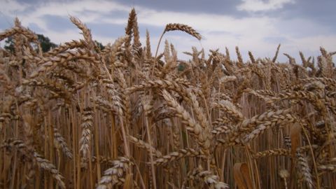 Céréales à paille, colza, pois : bilan provisoire très hétérogène Céréales à paille, colza, pois : bilan provisoire très hétérogène