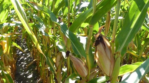 Une vague de chaleur qui pourrait pénaliser la production de maïs en Ukraine Une vague de chaleur qui pourrait pénaliser la production de maïs en Ukraine