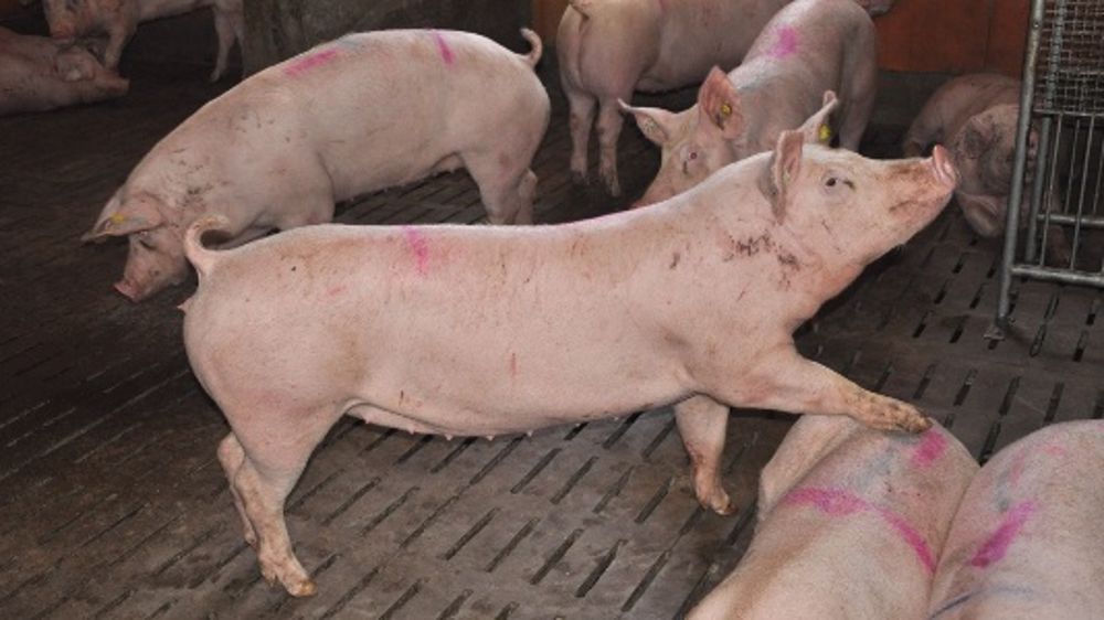 Les étrangers interdits de visites d'élevages en marge du Space !