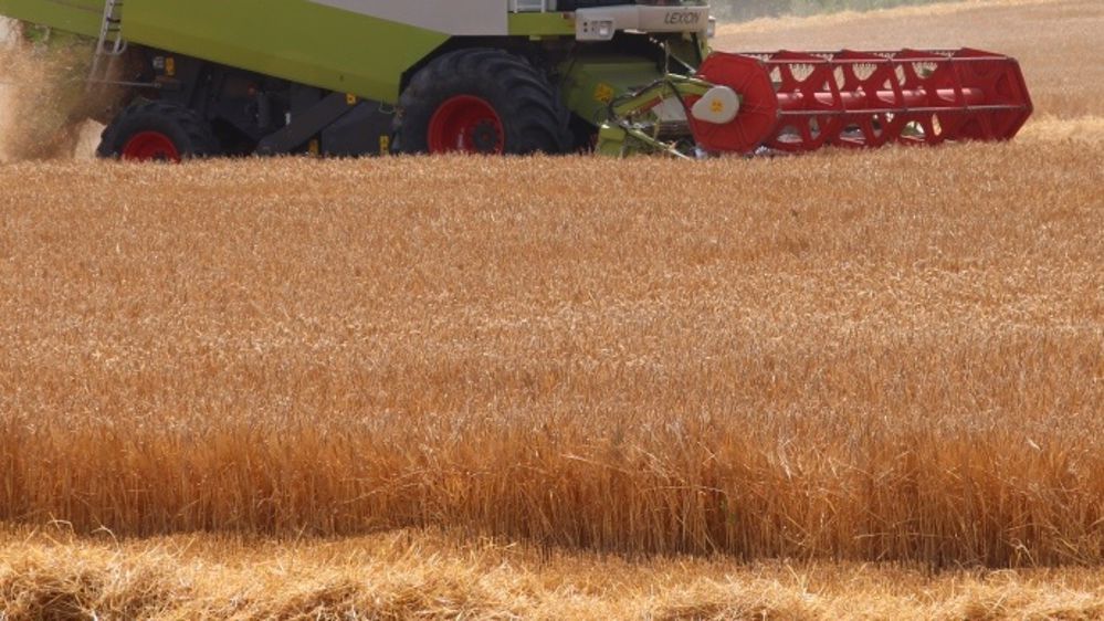 Maïs et soja reculent, le blé limite les pertes