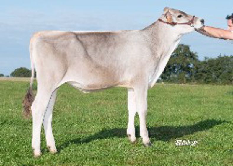 Deux génisses génotypées à la première vente inter-race du Space