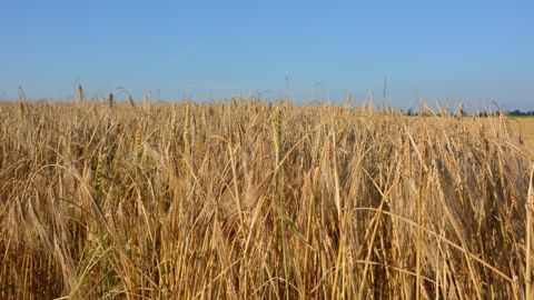 Baisse des exportations de céréales de 1,3 Md d’€ depuis janvier 2014