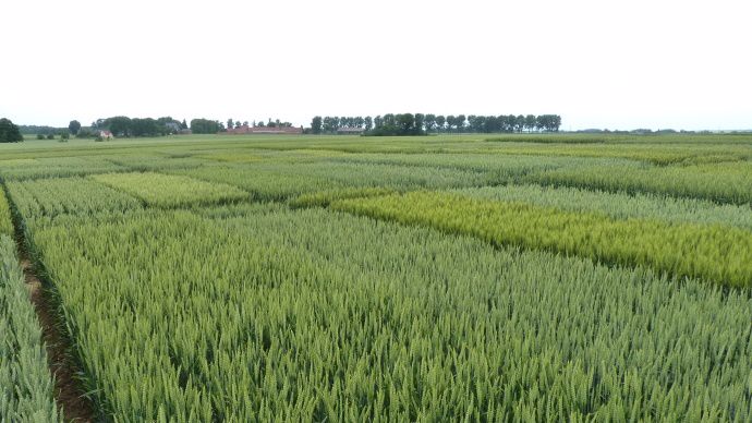 Essais de variétés de blé