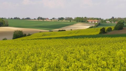 Diversité des assolements
