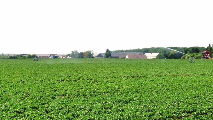 Champ irrigué.
