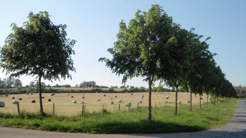 Gestion des surfaces en herbe