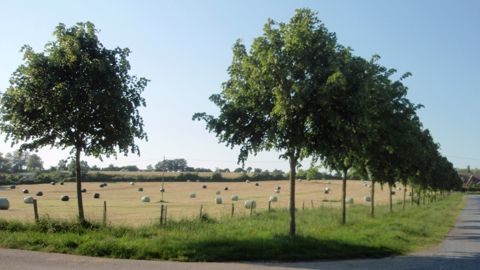 Gestion des surfaces en herbe Gestion des surfaces en herbe