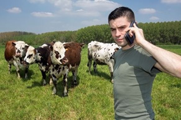 Un éleveur avec un smartphone à côte de ses vaches