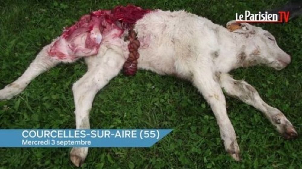 Veau mort attaqué par un loup (©Le Parisien) Veau mort attaqué par un loup (©Le Parisien)