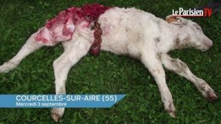 Veau mort attaqué par un loup (©Le Parisien) Veau mort attaqué par un loup (©Le Parisien)