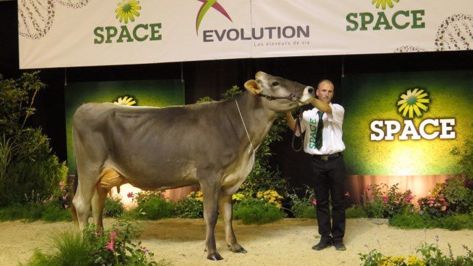 Flirt en race brune