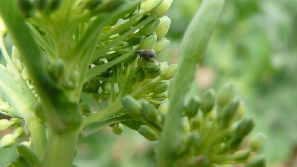 Le charançon du bourgeon terminal moins sensible aux pyréthrinoïdes