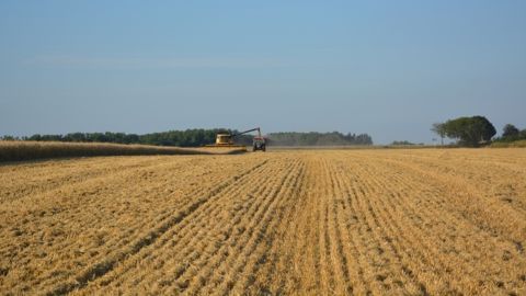 L'abondance des récoltes devient un casse-tête pour les agriculteurs