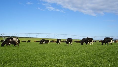 A 200 €/t, les producteurs américains et néo-zélandais résisteront