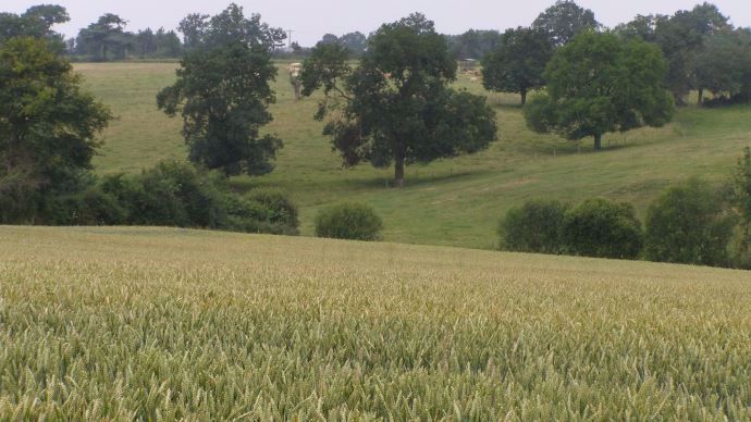 Plaine et prairie