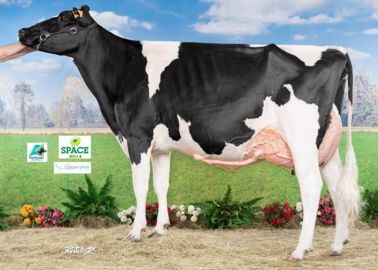 Dhp Eliza (Xacobeo x Goldwyn) - Réserve Championne Adulte – Earl David (35)