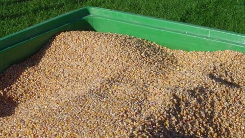 Une production record de 980 Mt de maïs dans le monde