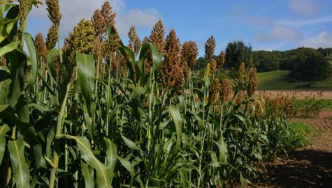 En ensilage comme au pâturage, ce qu'il faut savoir sur le sorgho