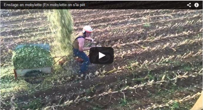 Ensilage en mobylette