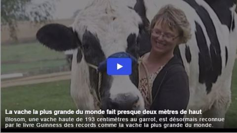 La vache la plus grande du monde mesure près de 2 mètres