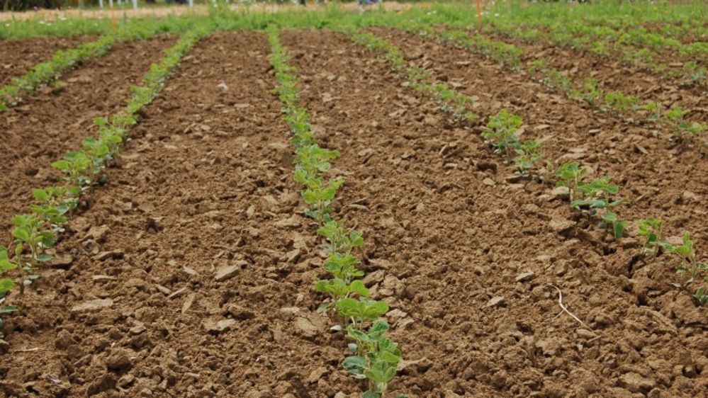 Focus sur la situation climatique au Brésil