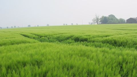 Orge de printemps : les performances des variétés en 2014