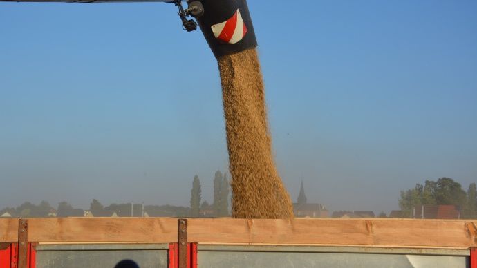 Moisson de blé