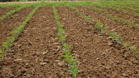 Des craintes provisoires sur l'offre en soja portent le marché agricole