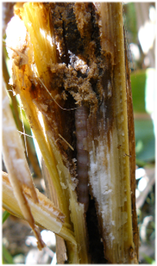 Dégâts de la chenille de pyrale dans la canne de maïs.