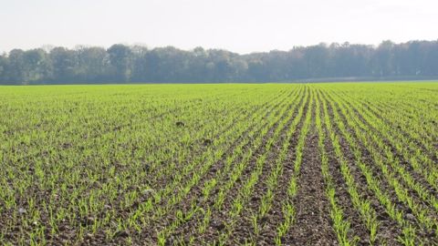 Ne pas baisser la garde contre les pucerons en cas d’automne doux