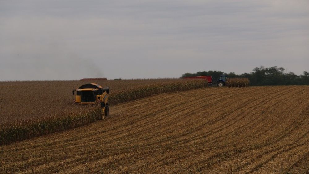 Une production record de maïs et de pommes de terre