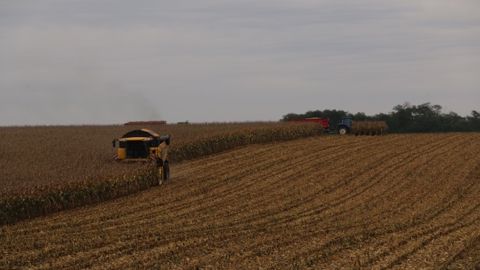 Une production record de maïs et de pommes de terre