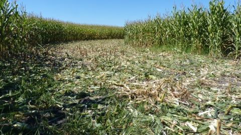La monoculture de maïs en bonne voie pour toucher le paiement vert en 2015 La monoculture de maïs en bonne voie pour toucher le paiement vert en 2015