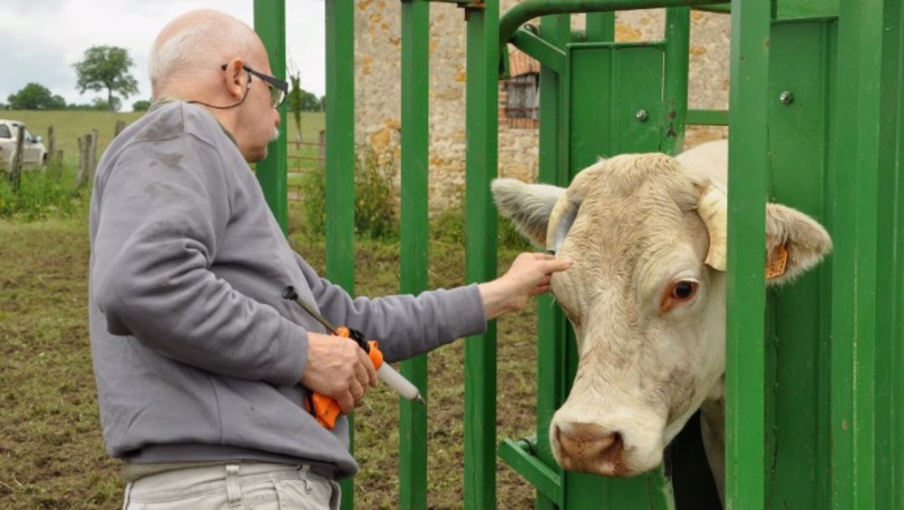 275 bovins abattus après deux cas dépistés dans la Loire