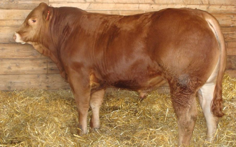 Vente de taureaux qualifiés les 3 et 4 décembre à Lanaud