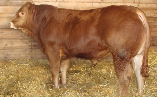 d’ILKO (RJ) au Gaec Delage (19) qui sera proposé à la vente et qui présente plusieurs particularité : veau issu d’embryon, porteur hétérozygote du gène sans corne et labellisé génomique sur ses Qualités Maternelles.