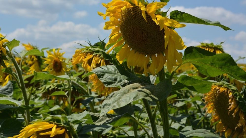 Le tournesol préfère le travail du sol profond