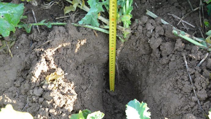 Mesure du pivot du colza