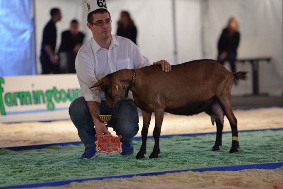 Championne caprine à Guillaume Piget (Deux Sèvres)