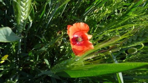 R-Sim modélise l'apparition des résistances aux herbicides R-Sim modélise l'apparition des résistances aux herbicides