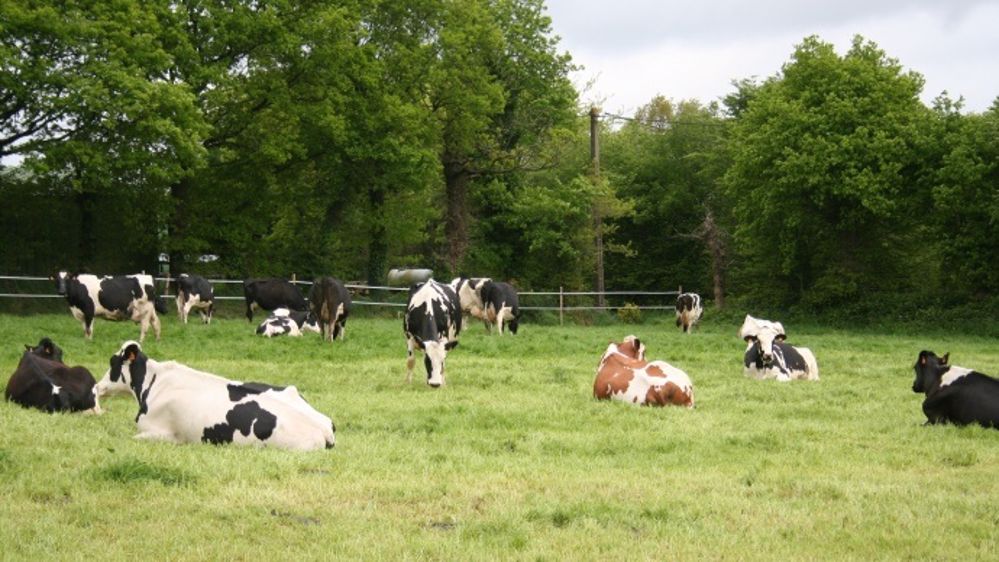« Nous allons droit vers la crise, tant en lait qu’en viande bovine »