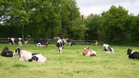 « Nous allons droit vers la crise, tant en lait qu’en viande bovine »