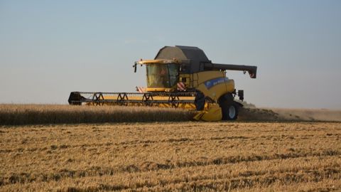 Baisse de la production de blé en Australie