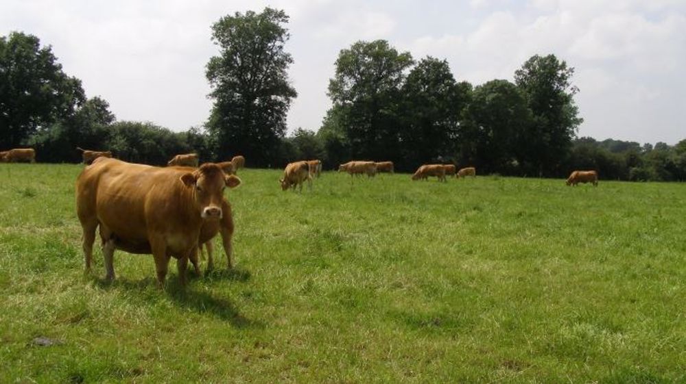 150.000 vaches allaitantes en moins en 2020