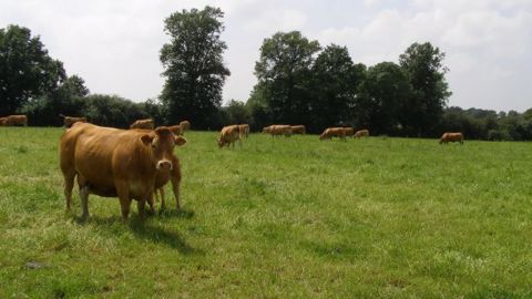 150.000 vaches allaitantes en moins en 2020